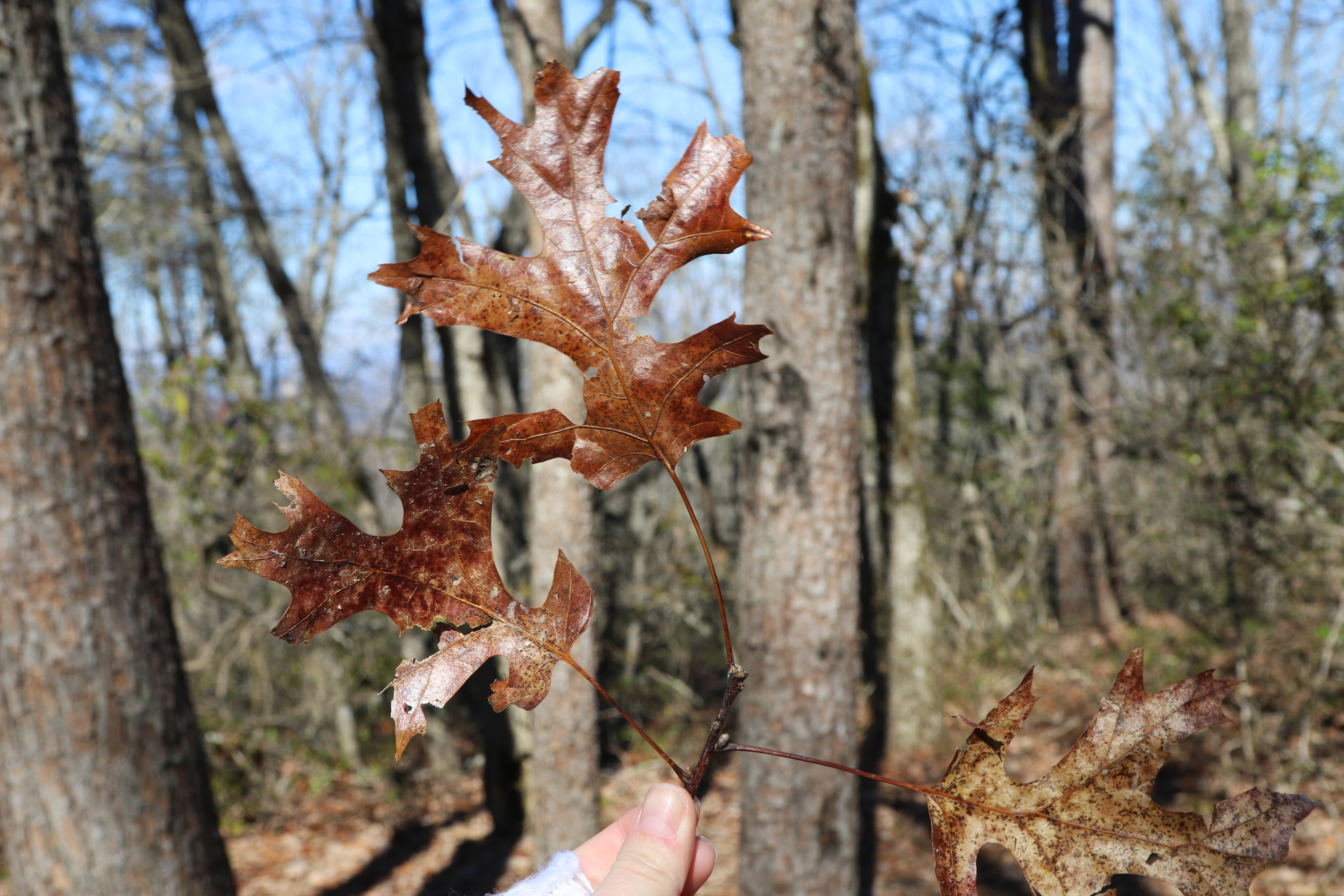 A bundle of brown oak leaves being held up by a hand.